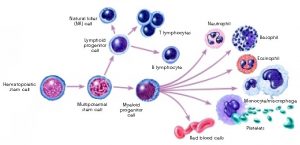 Диференціація різних клітин крові з клітини-попередника, стовбурової клітини