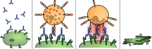 antibody-dependent_cellular_cytotoxicity