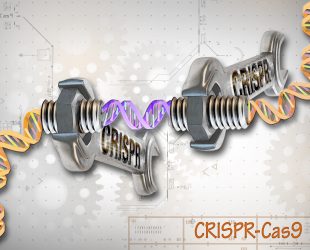 Хто такий  містер CRISPR?