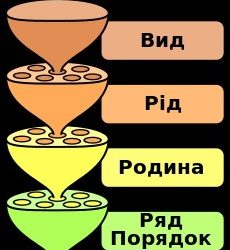 Весела систематика