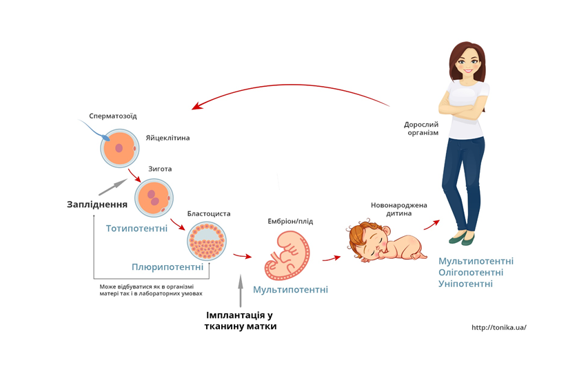 Схема розвитку людини та різноманіття стовбурових клітин.